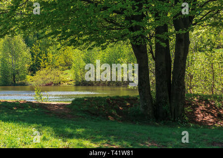 Buche am Ufer eines Sees. schönen Sommer Natur Landschaft. Stockfoto