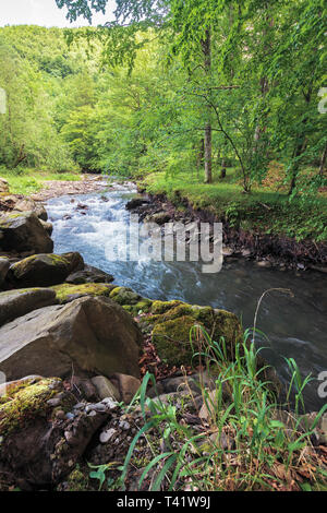 Rapid River in der alten Buchenwälder. schönen Sommer Natur Landschaft. Creek mit riesigen Bemoosten Felsbrocken am Ufer. Stockfoto