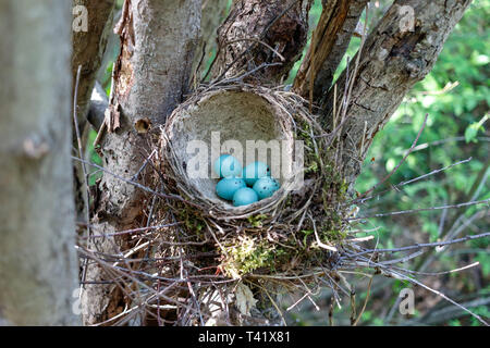 Turdus philomelos. Das Nest der Singdrossel in der Natur. Stockfoto