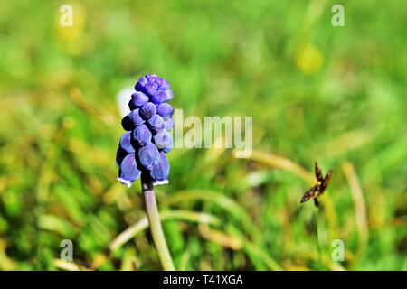 Muscari botryoides - Traubenhyazinthen Stockfoto