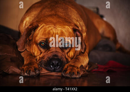 Boerboel 1. Stockfoto