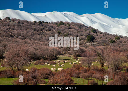 Eine Herde von Schafen, die neben dem anogeia - Nida Hochebene Straße. Im Hintergrund die höchsten Gipfel des Psiloritis, Rethimnon, Kreta, Griechenland. Stockfoto