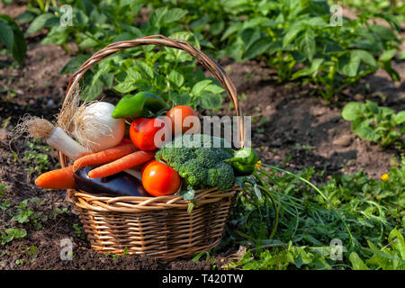 Einen Weidenkorb voller frisch gepflückte organisches Gemüse aus dem Garten. Stockfoto