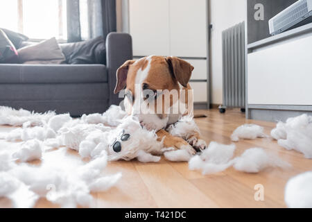 Schuldig Hund und eine zerstörte Teddy zu Hause. Staffordshire Terrier liegt unter einer zerrissenen flauschige Spielzeug, lustige schuldig aussehen Stockfoto