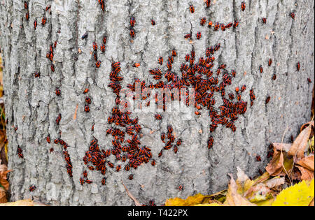 Red Bugs in der Sonne aalen auf Baumrinde. Herbst warm-Soldaten für Käfer. Stockfoto