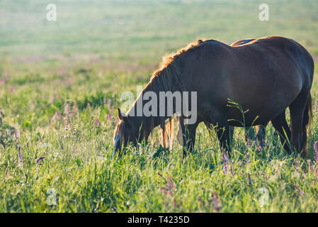 Pferd auf Beweidung in Landschaft an einem sonnigen Tag Stockfoto