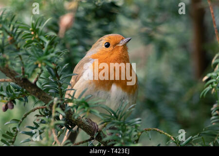 Eine wilde Robin Stockfoto