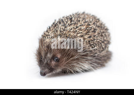 Lustige Igel auf weißem Hintergrund Stockfoto