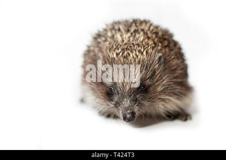 Lustige Igel auf weißem Hintergrund Stockfoto