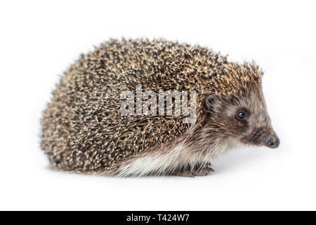 Lustige Igel auf weißem Hintergrund Stockfoto