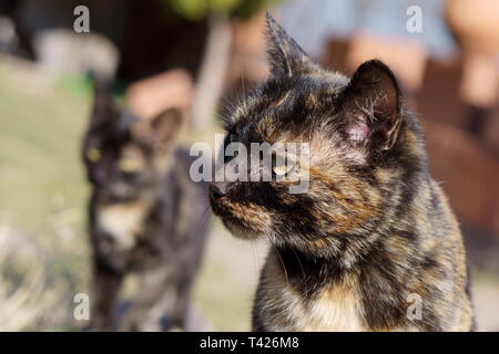 Katzen in das Kloster Lozen t. Spas', in der Nähe von Sofia, Bulgarien Stockfoto