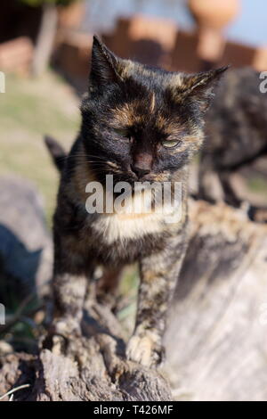 Katzen in das Kloster Lozen t. Spas', in der Nähe von Sofia, Bulgarien Stockfoto