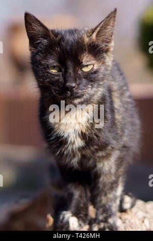 Katzen in das Kloster Lozen t. Spas', in der Nähe von Sofia, Bulgarien Stockfoto