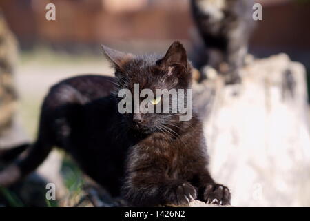 Katzen in das Kloster Lozen t. Spas', in der Nähe von Sofia, Bulgarien Stockfoto