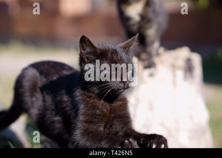 Katzen in das Kloster Lozen t. Spas', in der Nähe von Sofia, Bulgarien Stockfoto