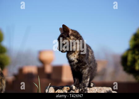 Katzen in das Kloster Lozen t. Spas', in der Nähe von Sofia, Bulgarien Stockfoto