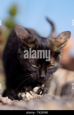 Katzen in das Kloster Lozen t. Spas', in der Nähe von Sofia, Bulgarien Stockfoto