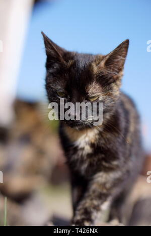 Katzen in das Kloster Lozen t. Spas', in der Nähe von Sofia, Bulgarien Stockfoto