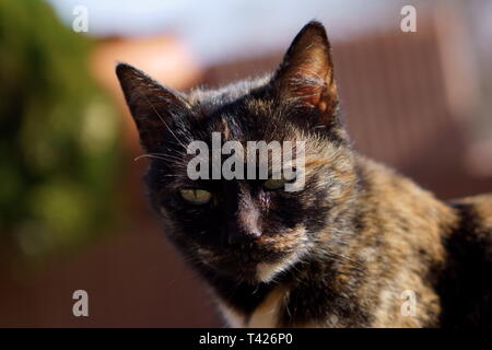 Katzen in das Kloster Lozen t. Spas', in der Nähe von Sofia, Bulgarien Stockfoto