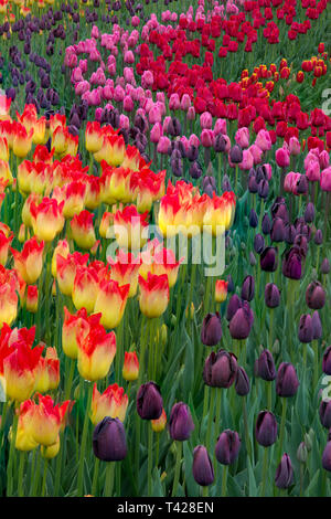 Tulpe (Tulipa sp.) Stockfoto