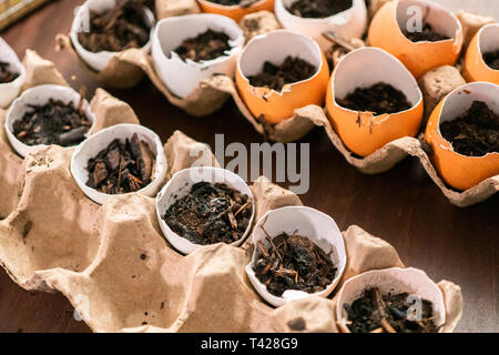 Starten Samen in Eierschalen für Frühjahr einpflanzen. Stockfoto