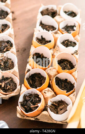 Starten Samen in Eierschalen für Frühjahr einpflanzen. Stockfoto