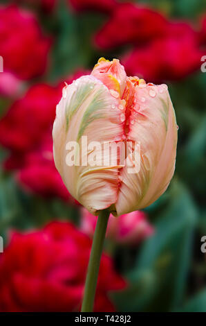 Tulpe (Tulipa sp.) Stockfoto