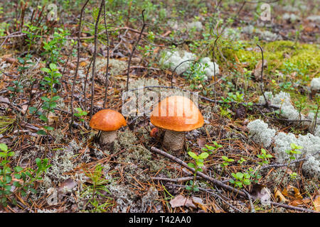 Zwei kleine orange-cap Steinpilze in Wald - Tundra. Sibirien, Russland Stockfoto