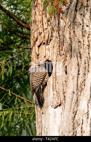 Northern Flicker Colaptes auratus am Eingang der Nest in einem Kiefer in Naples, Florida Stockfoto