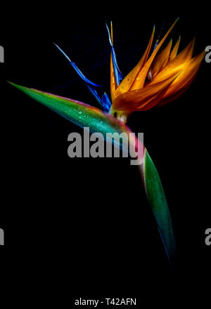 Licht bemalt Bird Of Paradise Stockfoto
