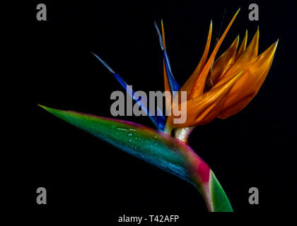 Licht bemalt Bird Of Paradise Stockfoto