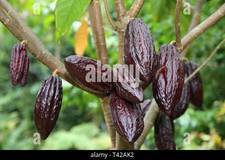 Kakaofrüchte Stockfoto