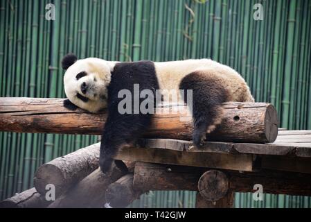 Peking, China. 13 Apr, 2019. Eine liebenswerte Riesenpanda kann an Beijing Zoo in Peking, China, gesehen werden. Credit: SIPA Asien/ZUMA Draht/Alamy leben Nachrichten Stockfoto