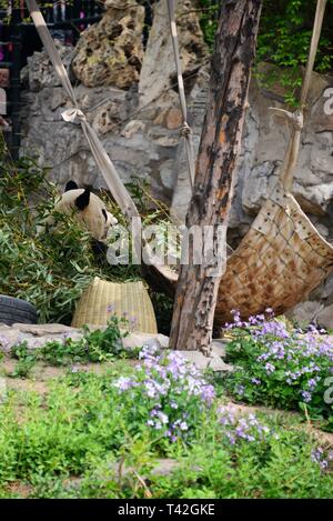 Peking, China. 13 Apr, 2019. Peking, China - Eine liebenswerte Riesenpanda kann an Beijing Zoo in Peking, China, gesehen werden. Credit: SIPA Asien/ZUMA Draht/Alamy leben Nachrichten Stockfoto