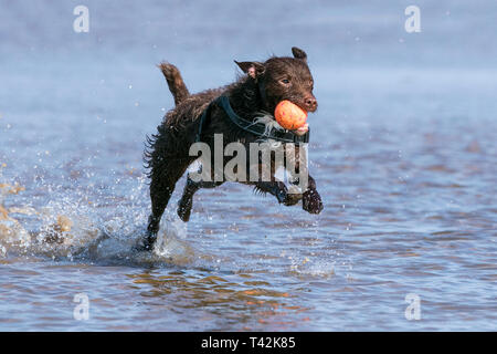 Southport, Merseyside, UK. 13. April 2019. Hunde Tag heraus. Auf einem wunderschönen Frühlingstag, 'Floyd' ein 4 Jahre altes Patterdale Terrier hat den besten Tag überhaupt als jagt er seine Kugel durch einen Pool von Wasser am Strand in Southport, Merseyside. Credit: cernan Elias/Alamy leben Nachrichten Stockfoto