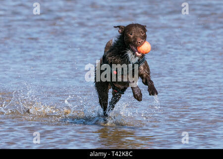 Southport, Merseyside, UK. 13. April 2019. Hunde Tag heraus. Auf einem wunderschönen Frühlingstag, 'Floyd' ein 4 Jahre altes Patterdale Terrier hat den besten Tag überhaupt als jagt er seine Kugel durch einen Pool von Wasser am Strand in Southport, Merseyside. Credit: cernan Elias/Alamy leben Nachrichten Stockfoto