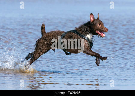 Southport, Merseyside, UK. 13. April 2019. Hunde Tag heraus. Auf einem wunderschönen Frühlingstag, 'Floyd' ein 4 Jahre altes Patterdale Terrier hat den besten Tag überhaupt als jagt er seine Kugel durch einen Pool von Wasser am Strand in Southport, Merseyside. Credit: cernan Elias/Alamy leben Nachrichten Stockfoto