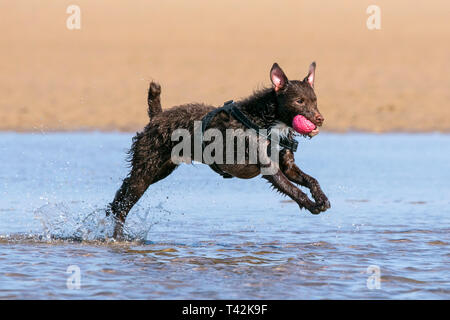 Southport, Merseyside, UK. 13. April 2019. Hunde Tag heraus. Auf einem wunderschönen Frühlingstag, 'Floyd' ein 4 Jahre altes Patterdale Terrier hat den besten Tag überhaupt als jagt er seine Kugel durch einen Pool von Wasser am Strand in Southport, Merseyside. Credit: cernan Elias/Alamy leben Nachrichten Stockfoto