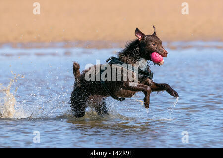 Southport, Merseyside, UK. 13. April 2019. Hunde Tag heraus. Auf einem wunderschönen Frühlingstag, 'Floyd' ein 4 Jahre altes Patterdale Terrier hat den besten Tag überhaupt als jagt er seine Kugel durch einen Pool von Wasser am Strand in Southport, Merseyside. Credit: cernan Elias/Alamy leben Nachrichten Stockfoto