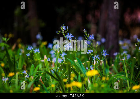 Chengdu, China. 13 Apr, 2019. Chengdu, China - Landschaft von Tiaotiao River Wetland Park in Chengdu, Southwest ChinaÃ¢â'¬â"¢s Provinz Sichuan. Credit: SIPA Asien/ZUMA Draht/Alamy leben Nachrichten Stockfoto