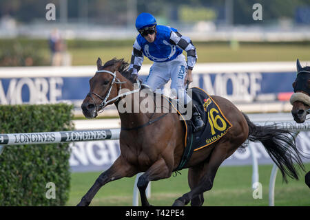 Sydney, USA. 13 Apr, 2019. ROYAL RANDWICK, SYDNEY''""" APRIL 13: Shraaoh, geritten von Jay Ford gewinnt die Gruppe 1 Schweppes Sydney Cup Am zweiten Tag der Meisterschaften bei Royal Randwick Racecourse in Sydney. Michael Sportswire McInally/Eclipse/CSM/Alamy leben Nachrichten Stockfoto