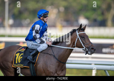 Sydney, USA. 13 Apr, 2019. ROYAL RANDWICK, SYDNEY''""" APRIL 13: Shraaoh, geritten von Jay Ford gewinnt die Gruppe 1 Schweppes Sydney Cup Am zweiten Tag der Meisterschaften bei Royal Randwick Racecourse in Sydney. Michael Sportswire McInally/Eclipse/CSM/Alamy leben Nachrichten Stockfoto