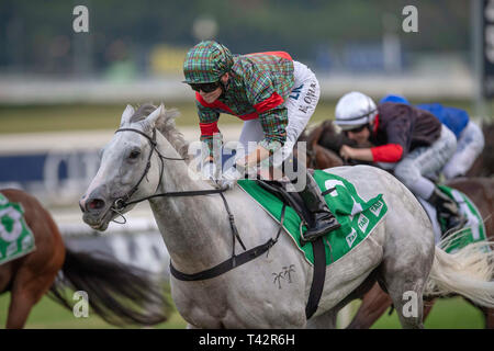 Sydney, USA. 13 Apr, 2019. ROYAL RANDWICK, SYDNEY''""" APRIL 13: White Moss, geritten von Kathy O'Hara gewinnt die Registerkarte Sapphire Stangen am zweiten Tag der Meisterschaften bei Royal Randwick Racecourse in Sydney. Michael Sportswire McInally/Eclipse/CSM/Alamy leben Nachrichten Stockfoto