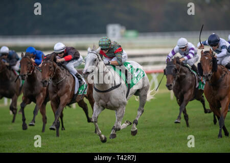 Sydney, USA. 13 Apr, 2019. ROYAL RANDWICK, SYDNEY''""" APRIL 13: White Moss, geritten von Kathy O'Hara gewinnt die Registerkarte Sapphire Stangen am zweiten Tag der Meisterschaften bei Royal Randwick Racecourse in Sydney. Michael Sportswire McInally/Eclipse/CSM/Alamy leben Nachrichten Stockfoto