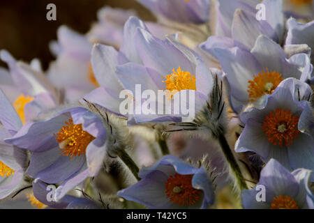 Schöne geschützte und seltene Blume Pulsatilla patens und Hybriden mit pulsatilla vernalis blüht nur in bestimmten Bereich der südlichen Finlands für Stockfoto