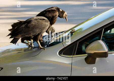 Schwarze Geier (Coragyps atratus) pecking am Gummi auf Scheibenwischer eines Autos, Everglades National Park, Florida, USA Stockfoto