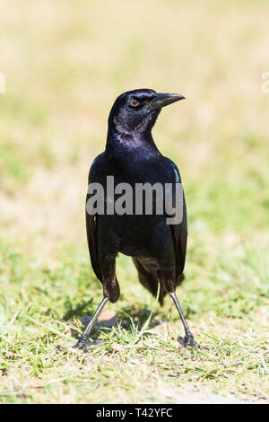 Männliche Boot-tailed grackle (Quiscalus major), Florida, USA Stockfoto