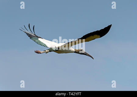 Holz Stork (Mycteria americana) über Paurotis Teich fliegen, Everglades National Park, Florida, USA Stockfoto