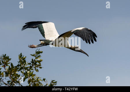 Holz Stork (Mycteria americana) über Paurotis Teich fliegen, Everglades National Park, Florida, USA Stockfoto