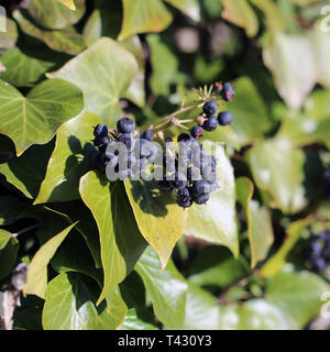 Ivy Beeren und Blätter von Efeu Pflanzen in Nahaufnahme. Das Foto wurde an einem sonnigen Frühlingstag in Nyon, Schweiz übernommen. Bunt closeup. Stockfoto